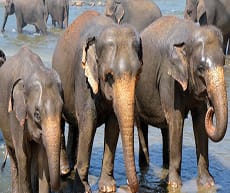 Herd of Sri Lankan Elephants