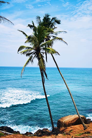 Palm Trees near a Sri Lanka Beach